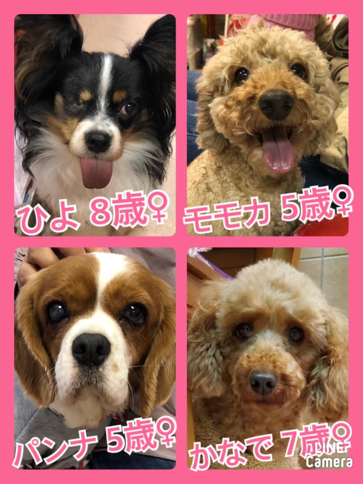 🐾今日の里親様募集中ワンコ🐶メンバーです🐾2020,11,22